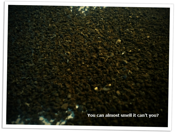 Close up of roasted coffee beans.