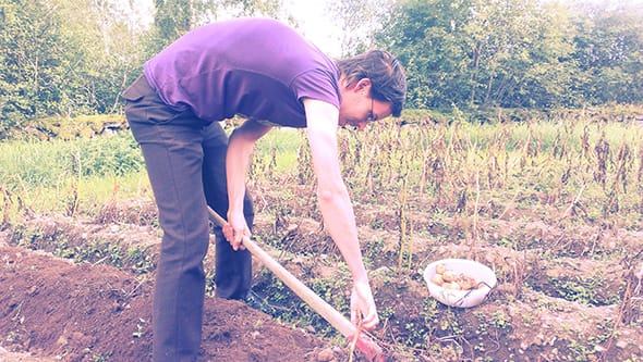 Carlos digging up fresh potatoes with a hoe.