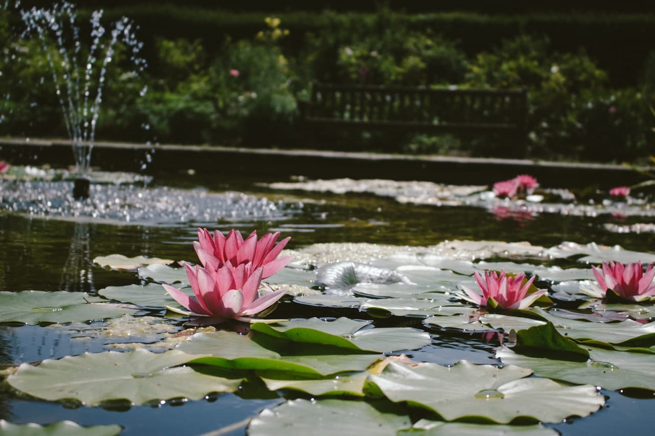 Pink lillypads at Port Lympne.